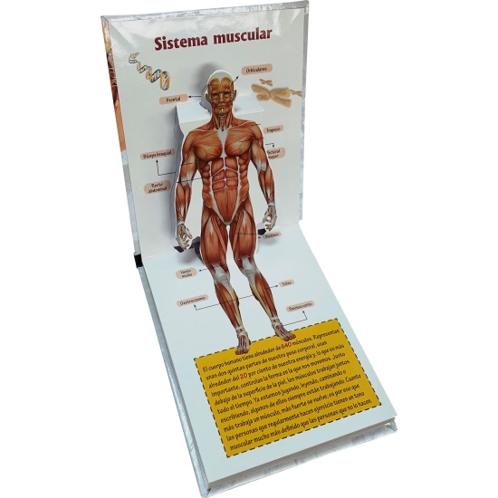 APRENDE CON POP-UPS: Cuerpo humano